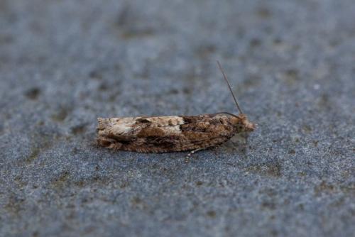 Réf. 226 810 : Crocidosema plebejana